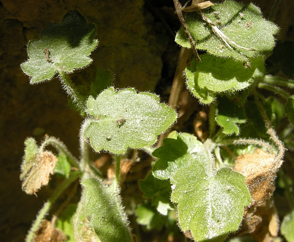 Campanula fragilis subsp. cavolinii / Campanula napoletana